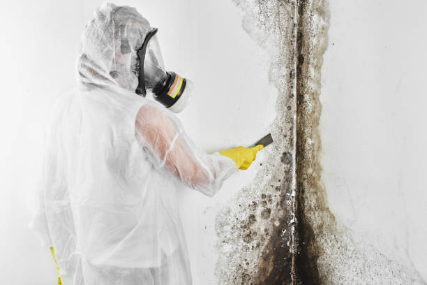 Biohazard Mold Removal in Scotia, NY